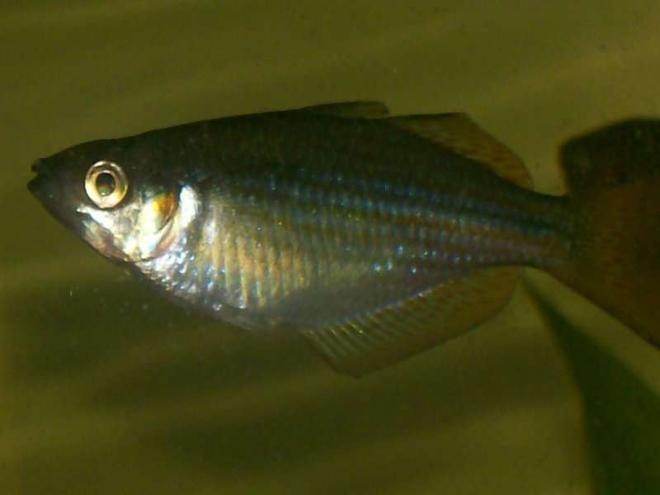freshwater fish - melanotaenia trifasciata - banded rainbowfish stocking in 30 gallons tank - bred him myself!  he's a buet