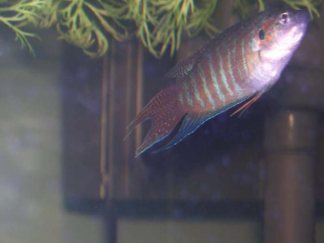 freshwater fish - macropodus opercularis - blue paradise stocking in 30 gallons tank - male blue paradise gourami love the tail
