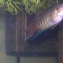 freshwater fish - macropodus opercularis - blue paradise stocking in 30 gallons tank - male blue paradise gourami love the tail