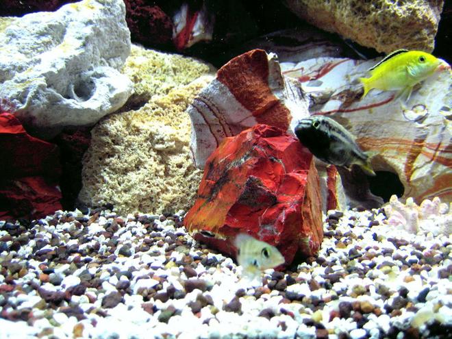 freshwater fish - melanochromis auratus - auratus cichlid stocking in 75 gallons tank - AURATUS GOLD (MALE) And Yellow Lab