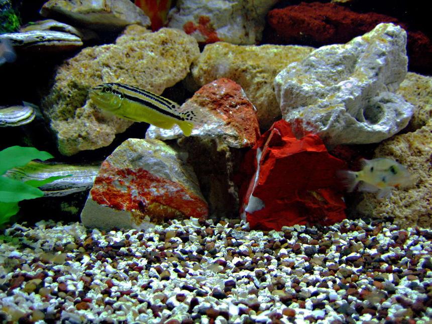 Rated #1689: Freshwater Fish - Melanochromis Auratus - Auratus Cichlid Stocking In 75 Gallons Tank - AURATUS GOLD (Female)