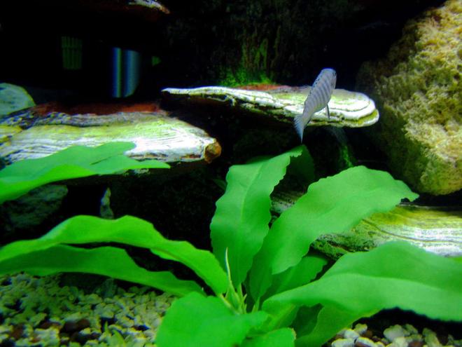 freshwater fish - aulonocara stuartgranti - peacock cichlid stocking in 75 gallons tank - Peacock