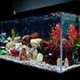 fish tank picture - General