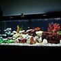 fish tank picture - General