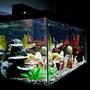 fish tank picture - General