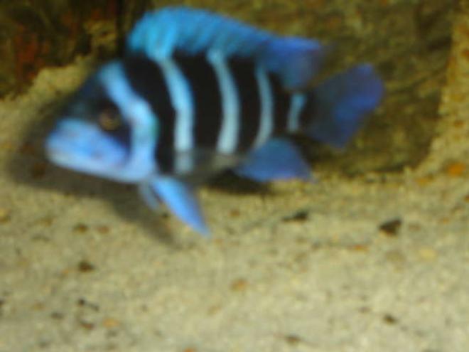 freshwater fish - cyphotilapia frontosa - frontosa cichlid stocking in 42 gallons tank - f1 zaire blue frontosa