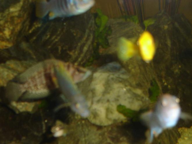 freshwater fish - altolamprologus calvus - calvus cichlid stocking in 42 gallons tank - black calvus