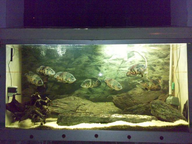 260 gallons freshwater fish tank (mostly fish and non-living decorations) - Oscar Tank.... 10 Tiger Oscar