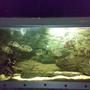 260 gallons freshwater fish tank (mostly fish and non-living decorations) - Oscar Tank.... 10 Tiger Oscar