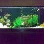 260 gallons freshwater fish tank (mostly fish and non-living decorations) - Arowana Tank with four Tinfoils