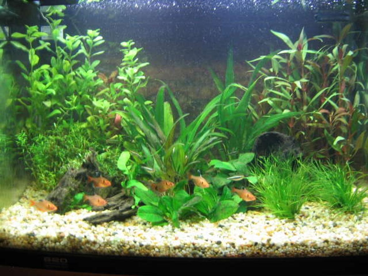 25 gallons planted tank (mostly live plants and fish) - This is my first ever aquarium. 90 litres, Aqua One tank. A work in progress...learning as I go. Currently have 8 serpaes, 10 black neons, 2 albino cories and 2 otos. Only problem is, now I'm hooked and want another, bigger aquarium!