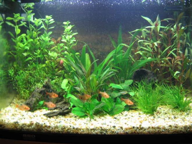25 gallons planted tank (mostly live plants and fish) - This is my first ever aquarium.  90 litres, Aqua One tank.  A work in progress...learning as I go.  Currently have 8 serpaes, 10 black neons, 2 albino cories and 2 otos.  Only problem is, now I'm hooked and want another, bigger aquarium!