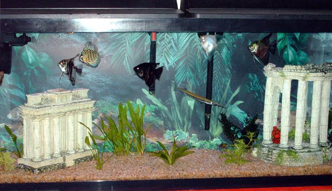 55 gallons freshwater fish tank (mostly fish and non-living decorations) - my first aquarium
