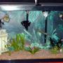 55 gallons freshwater fish tank (mostly fish and non-living decorations) - my first aquarium
