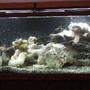 125 gallons freshwater fish tank (mostly fish and non-living decorations) - rectangular tank