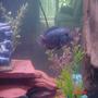 freshwater fish - nandopsis octofasciatum - jack dempsey stocking in 55 gallons tank - My Dempsey "Buckwheat" exploring.