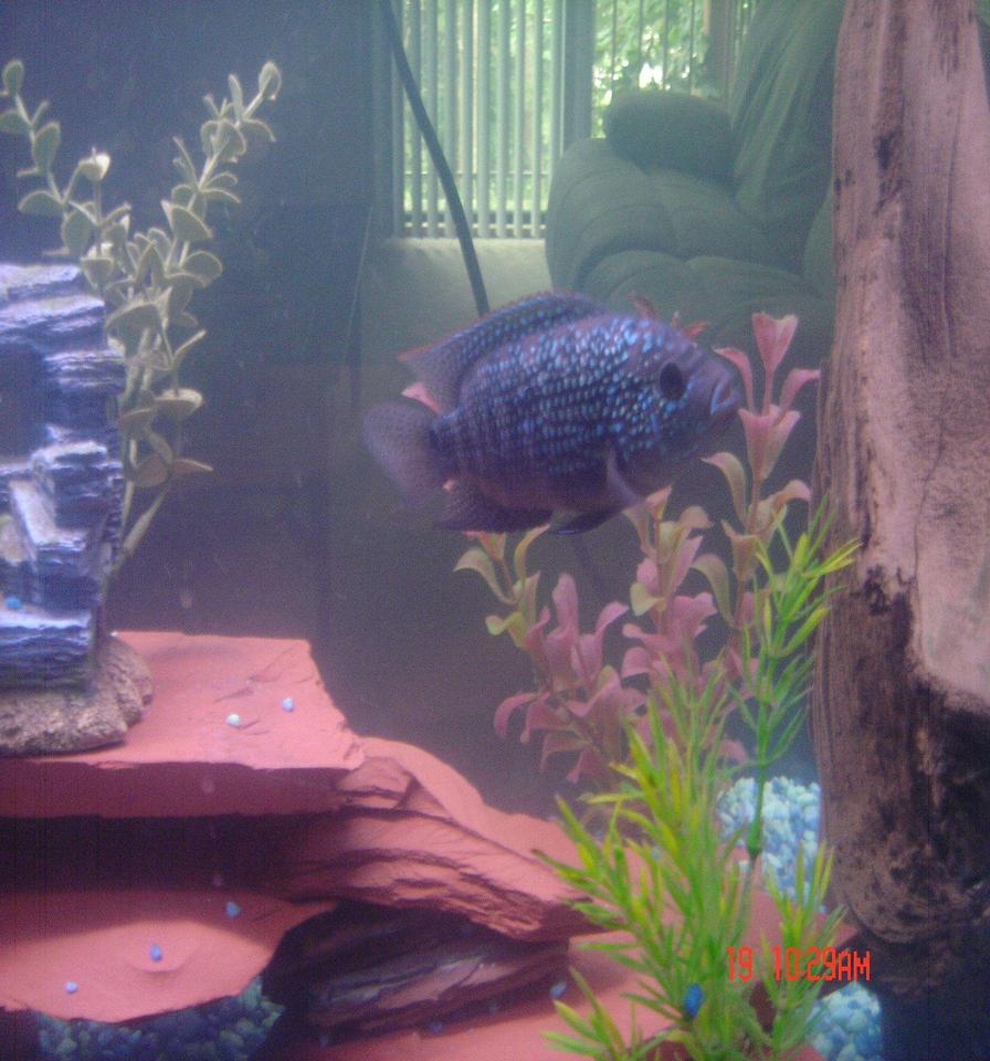 freshwater fish - nandopsis octofasciatum - jack dempsey stocking in 55 gallons tank - My Dempsey "Buckwheat" exploring.