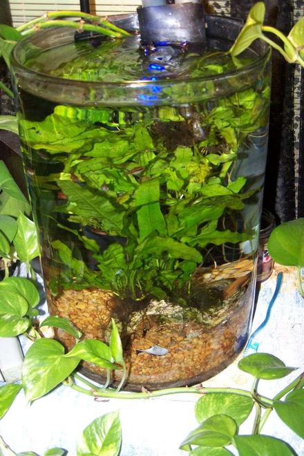 6 gallons planted tank (mostly live plants and fish) - Hand blown glass tanks