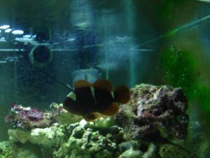 saltwater fish - premnas biaculeatus - yellowstripe maroon clownfish stocking in 75 gallons tank - Female maroon gold stripe clown