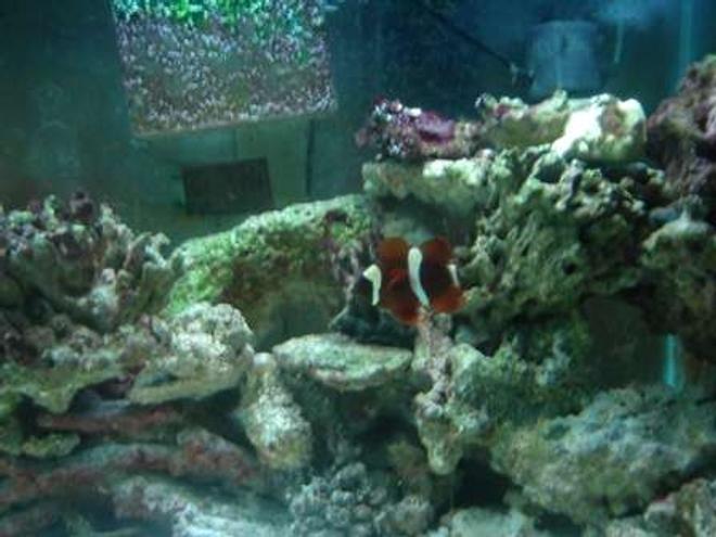 saltwater fish - premnas biaculeatus - maroon clownfish stocking in 75 gallons tank - male maroon gold stripe clown