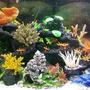 freshwater fish tank (mostly fish and non-living decorations) - ..Fake Neon Reef.. Tropical Freshwater..