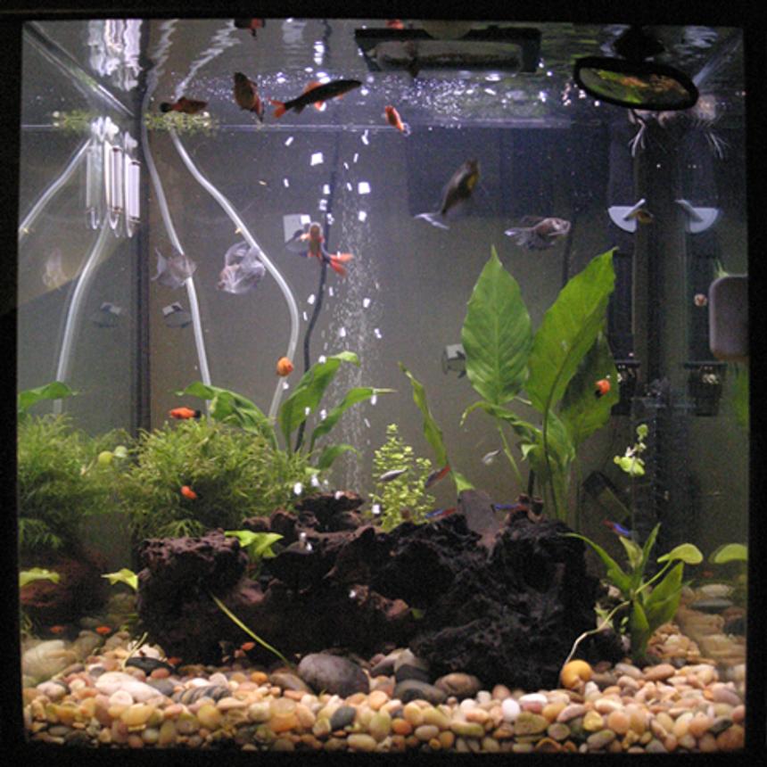 Rated #2047: 33 Gallons Planted Tank - day 4 on co2 diy with a disperser.    plants look a bit greener and the water is clearer