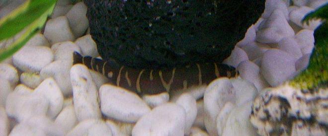 freshwater fish - pangio sp. - black kuhlii loach - ..Khulie Loach..
