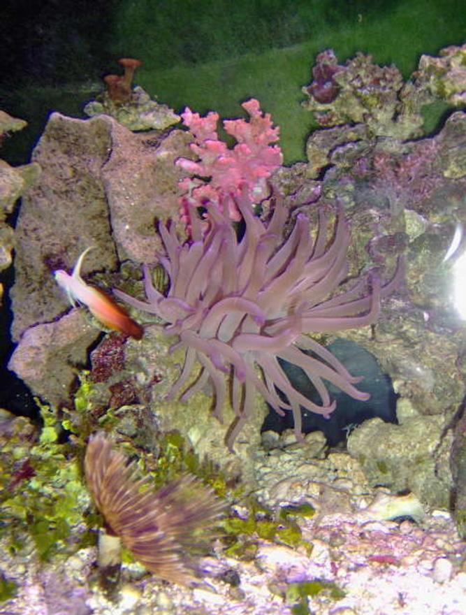 corals inverts - macrodactyla doreensis - long tentacle anemone, purple stocking in 36 gallons tank - theres a flame dart too.