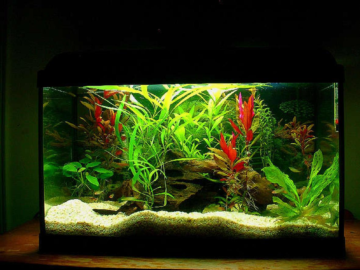 20 gallons planted tank (mostly live plants and fish) - 24-18-12 standard - life glo 2 15w lamp - power 20 filter no carbon double sponge and bio medium - keep carbon out of your tank - diy - never use fast rising yeast your ph will change a little too quickily