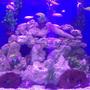 fish tank picture - Our 500 gallon tank