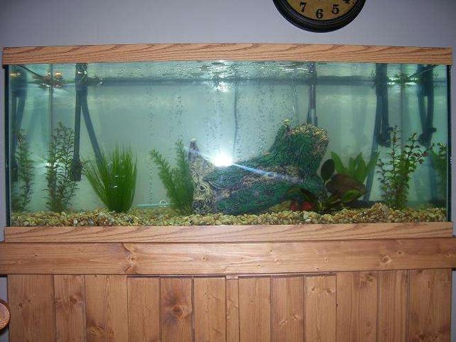 55 gallons freshwater fish tank (mostly fish and non-living decorations) - better pic of my 75 gallon oscar 2 red par. cichlids