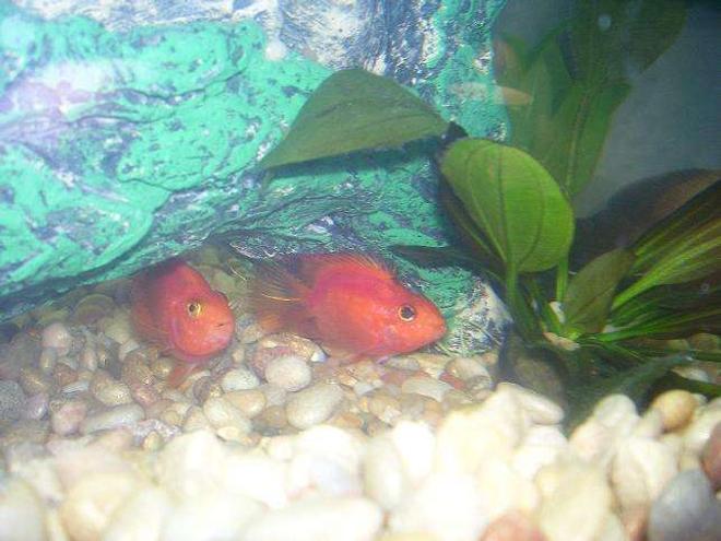 freshwater fish - heros severus x amphilophus citrinellum - blood parrot stocking in 55 gallons tank - red par. cichlids