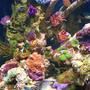 45 gallons reef tank (mostly live coral and fish) - tank