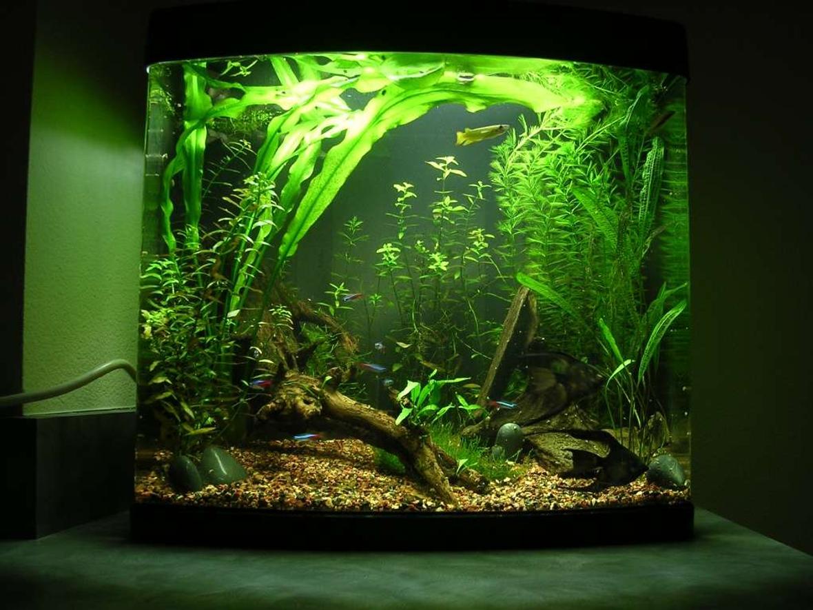 24 gallons planted tank (mostly live plants and fish) - This is my first planted tank, that i've been slowly working on for just over 6 months. The windelov's fern grows so fast and so big i'm just letting it float until i decide what to do with it. The first few months everything grew so slow i was disappointed but in the past few months everything grows so fast i'm overwhelmed. i've redesigned the tank half a dozen times trying to keep up with the plant growth as it continues to exceed my expecations.