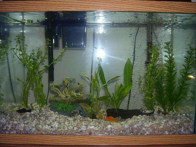 55 gallons freshwater fish tank (mostly fish and non-living decorations) - 20 gallon community