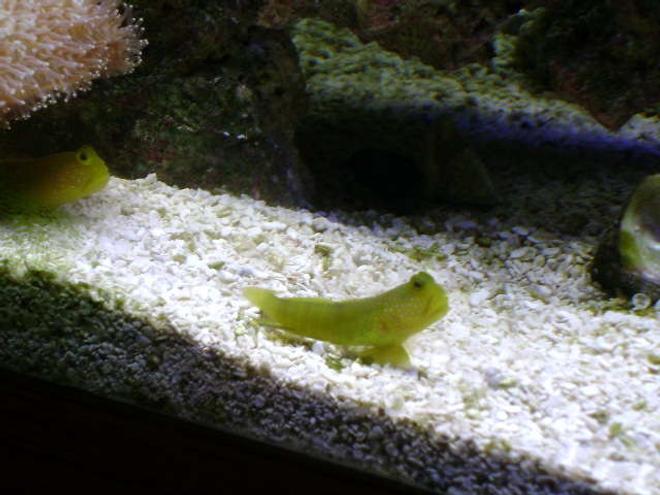saltwater fish - cryptocentrus cinctus - yellow watchman goby stocking in 20 gallons tank - my 2 Yellow watchmen