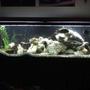 125 gallons freshwater fish tank (mostly fish and non-living decorations) - 125 gallon tank with 5 cichlids and 1 algea eater.
