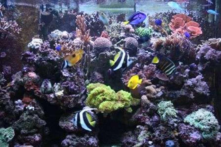 Rated #29: 150 Gallons Reef Tank - 150g berlin style sump, no substrate 1.5 yrs old