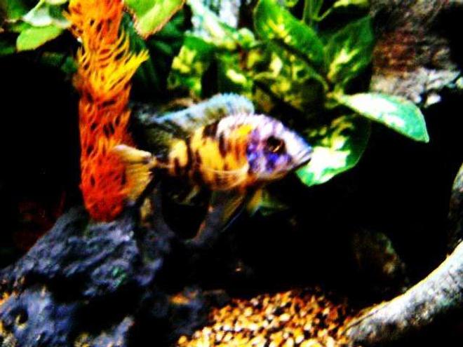 freshwater fish - aulonocara nyassae var. - peacock cichlid, orange blossom stocking in 80 gallons tank - o.b peacock
