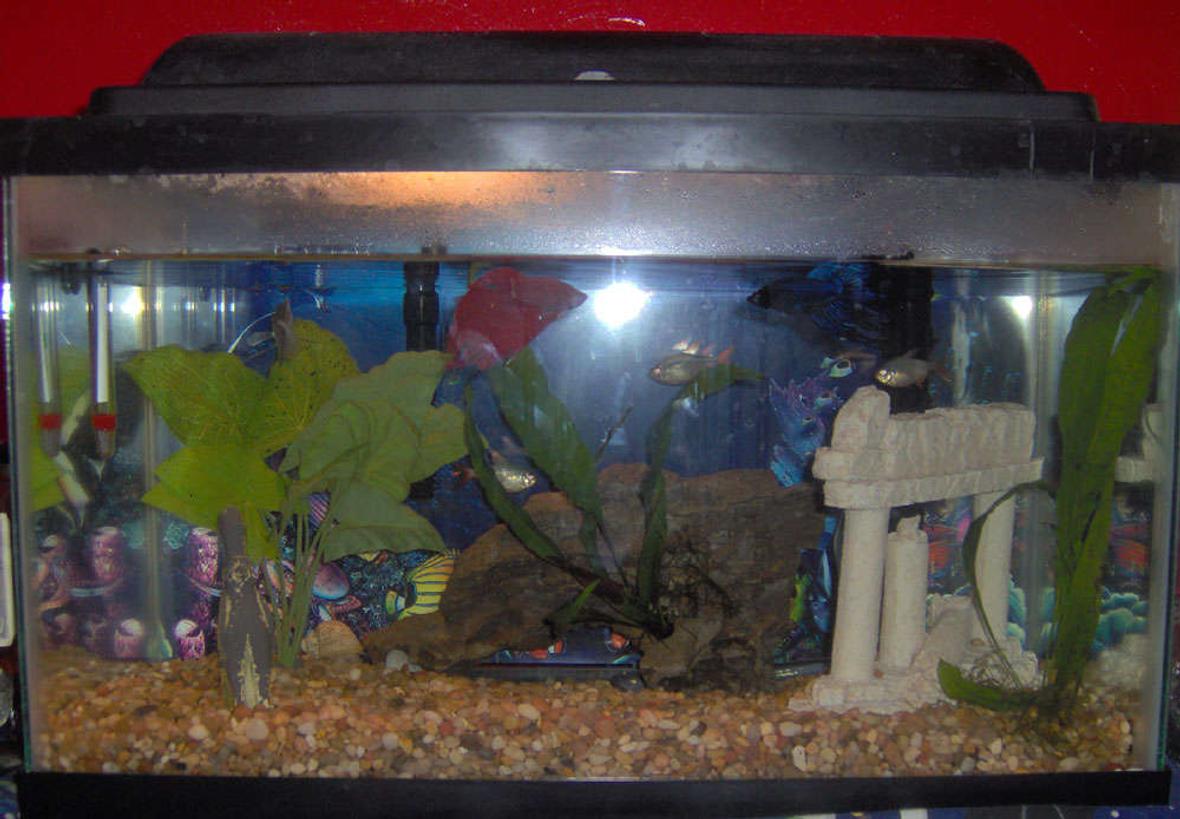 10 gallons freshwater fish tank (mostly fish and non-living decorations) - 10 Gallon Fish tank