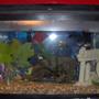 10 gallons freshwater fish tank (mostly fish and non-living decorations) - 10 Gallon Fish tank