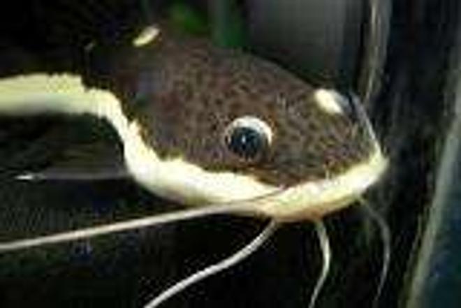 freshwater fish - pimelodus blochii - flat-nosed catfish stocking in 210 gallons tank - RTC 3"