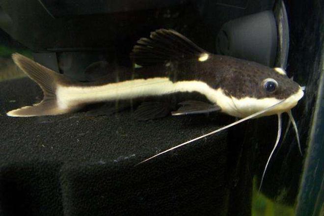 freshwater fish - pimelodus blochii - flat-nosed catfish stocking in 210 gallons tank - RTC 3"