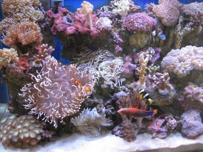 corals inverts - macrodactyla doreensis - long tentacle anemone stocking in 225 gallons tank - Colorful Reef