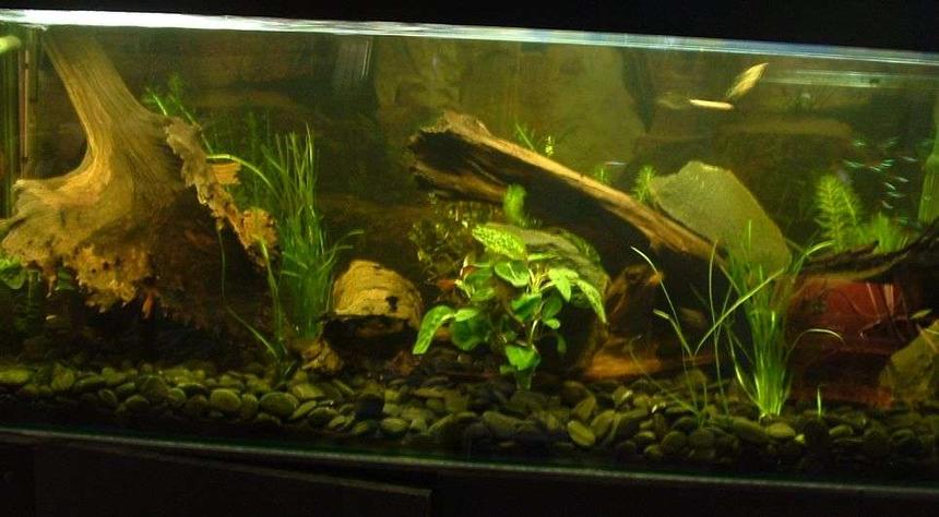 Rated #183: 75 Gallons Freshwater Fish Tank - i hope you like it