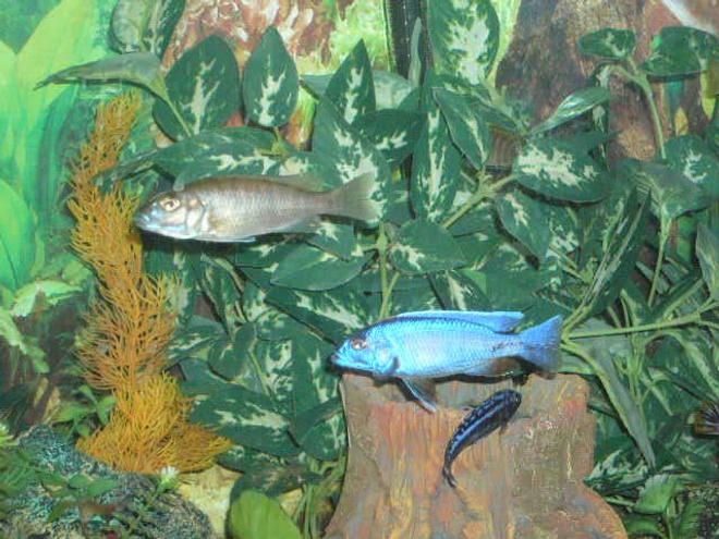 freshwater fish - sciaenochromis ahli - electric blue cichlid stocking in 80 gallons tank - diff between male and female electric blues.