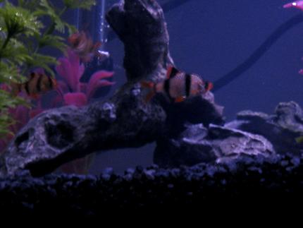 freshwater fish - puntius tetrazona - tiger barb stocking in 20 gallons tank - Tiger Barbs