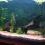 50 gallons planted tank (mostly live plants and fish) - My comunity planted 4' tank