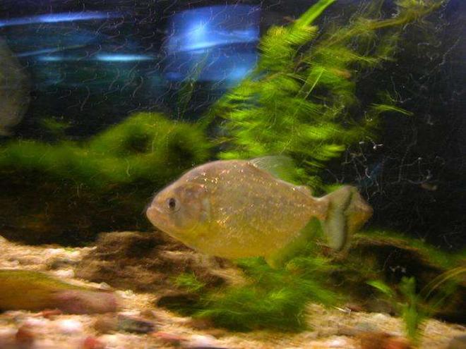 freshwater fish - serrasalmus spilopleura - gold piranha stocking in 100 gallons tank - Gold Spilo
Serrasalmus spilopluera (spelling).
About a year old