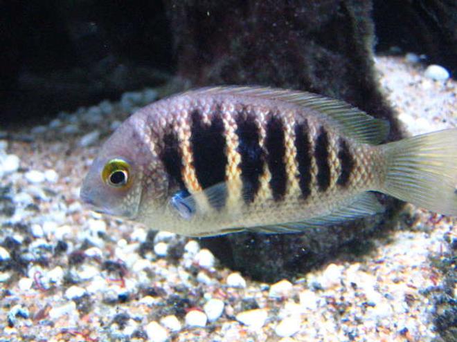 freshwater fish - etroplus canarensis - green chromide stocking in 100 gallons tank - Forget the name, but it's an indian cichlid (not common).  Looks marine, but is freshwater.